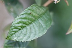 Ardisia blatteri